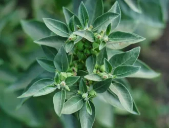 Does Ashwagandha Make You Gain Weight