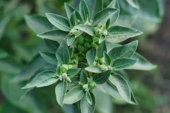 Does Ashwagandha Make You Gain Weight