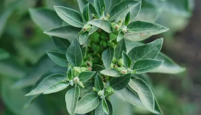 Does Ashwagandha Make You Gain Weight