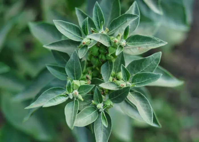Does Ashwagandha Make You Gain Weight