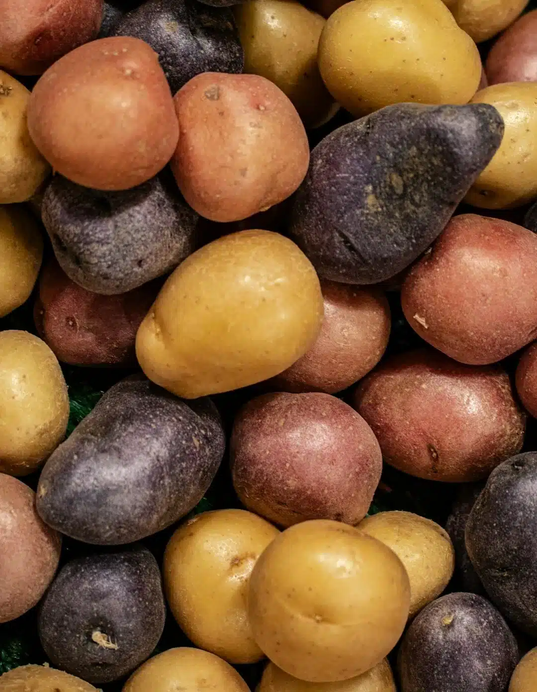 Close-up of mixed potato varieties in red, purple and yellow
